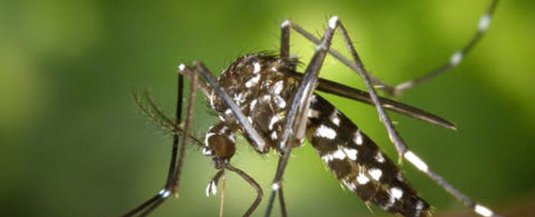 Prefeitura de Caraguatatuba segue Estado e decreta emergência por causa da dengue