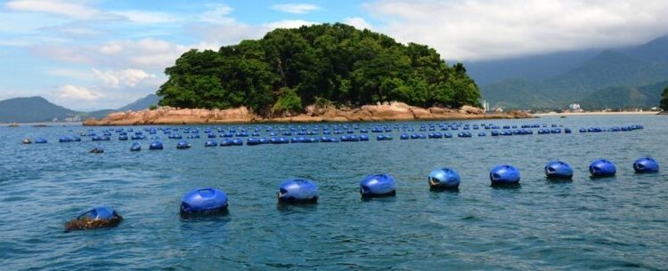 Associação de Pescadores e Maricultores da Cocanha promove ação de combate à poluição marinha nesta sexta-feira