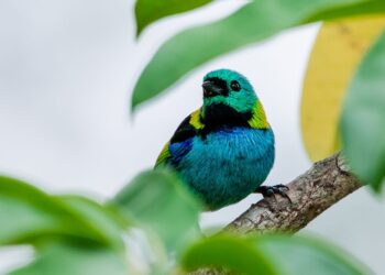 Atividade gratuita de observação de aves em Bertioga desperta amantes da natureza