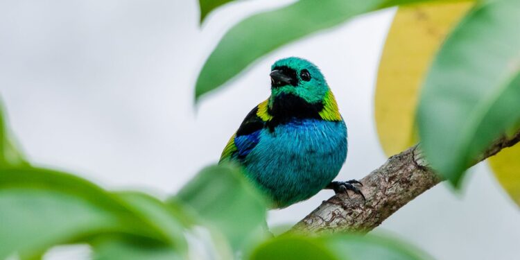 Atividade gratuita de observação de aves em Bertioga desperta amantes da natureza
