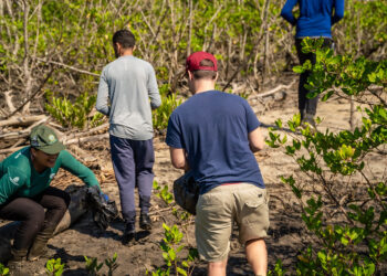 Bertioga realiza mutirão de limpeza do mangue durante o período de defeso do camarão