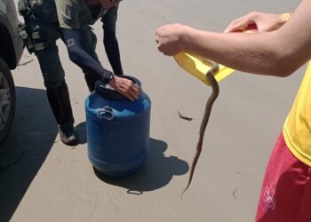 Doa resgata três animais silvestres no fim de semana