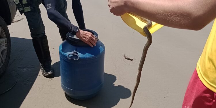 Doa resgata três animais silvestres no fim de semana