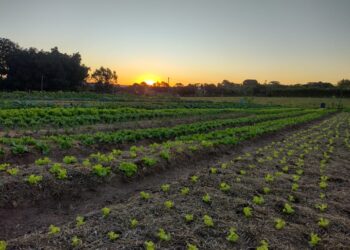 *1ª fase do Genfest terá jovens do mundo todo como voluntários em Instituições do Sudeste do Brasil*