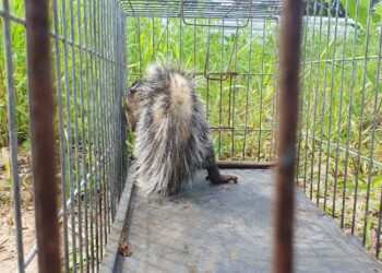 DOA resgata saruê em comércio de Bertioga