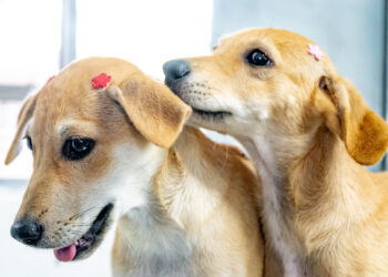 Mais de 150 pets estão em busca de um novo lar em Bertioga; saiba como adotar