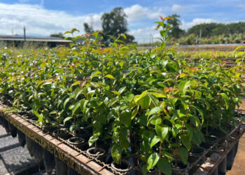  Resolução da Semil disciplina coleta e utilização de sementes em Unidades de Conservação de SP