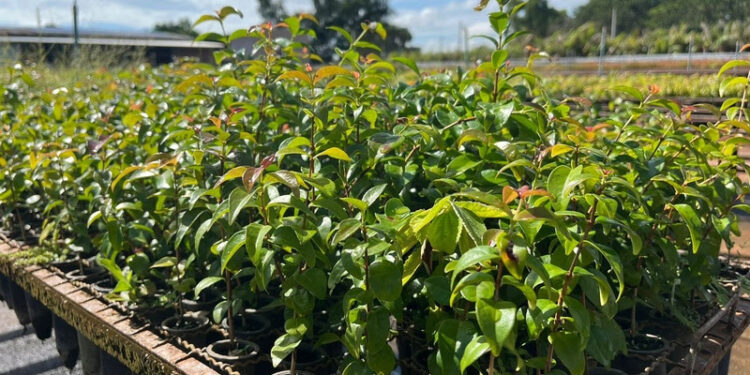  Resolução da Semil disciplina coleta e utilização de sementes em Unidades de Conservação de SP