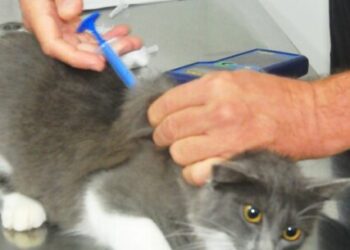 Prefeitura de Caraguatatuba abre agendamento para 300 vagas de castração de cães e gatos nesta sexta-feira