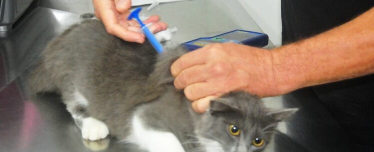 Prefeitura de Caraguatatuba abre agendamento para 300 vagas de castração de cães e gatos nesta sexta-feira