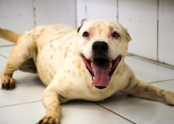 Sábado é dia de Feira de Adoção de Cães e Gatos em Caraguatatuba