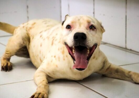 Sábado é dia de Feira de Adoção de Cães e Gatos em Caraguatatuba