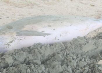 Prefeitura aciona Instituto Argonauta para exames em golfinho que apareceu morto na praia do Centro