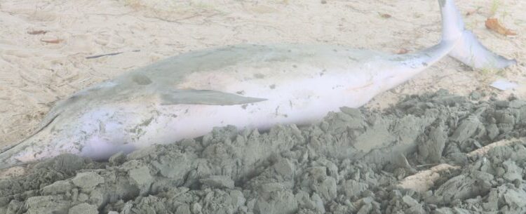 Prefeitura aciona Instituto Argonauta para exames em golfinho que apareceu morto na praia do Centro