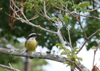 Prefeitura prorroga prazo do Concurso de Fotografia para ‘Dia do Observador de Aves’ até 1° de maio