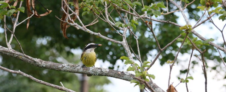 Prefeitura prorroga prazo do Concurso de Fotografia para ‘Dia do Observador de Aves’ até 1° de maio