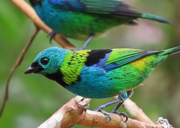Concurso de Fotografia para o ‘Dia do Observador de Aves’ encerra nesta sexta-feira