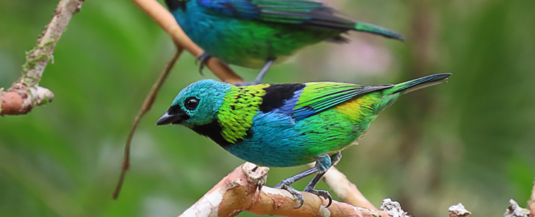 Concurso de Fotografia para o ‘Dia do Observador de Aves’ encerra nesta sexta-feira