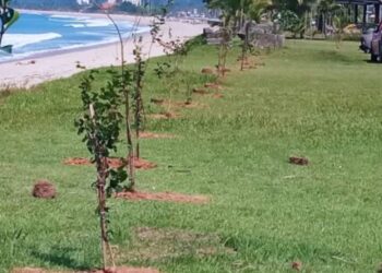 Mais de 90 mudas nativas são plantadas em Caraguatatuba desde o começo do mês