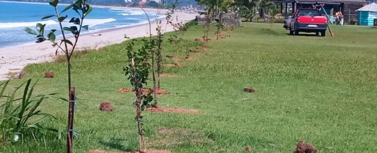 Mais de 90 mudas nativas são plantadas em Caraguatatuba desde o começo do mês