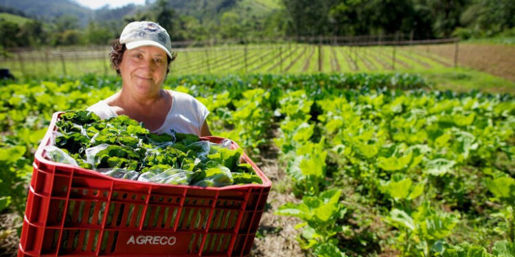 Programa de Aquisição de Alimentos: mulheres são maioria na produção e na inclusão alimentar