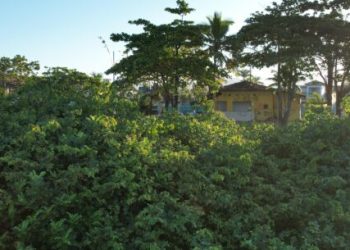 Projeto Restinga de Caraguá: Prefeitura realiza estudos para restaurar vegetação nativa e preservar orla