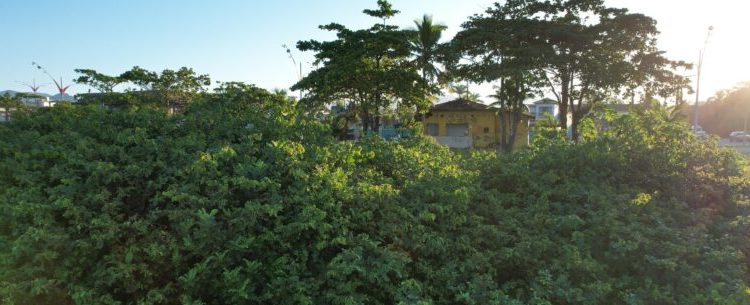 Projeto Restinga de Caraguá: Prefeitura realiza estudos para restaurar vegetação nativa e preservar orla