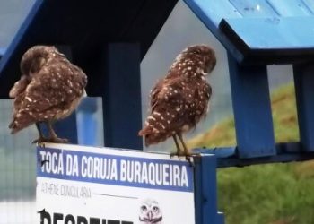 Prefeitura de Caraguatatuba promove atividades especiais para ‘Dia do Observador de Aves’