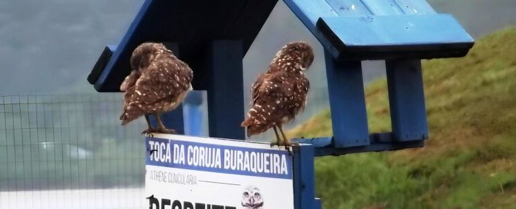 Prefeitura de Caraguatatuba promove atividades especiais para ‘Dia do Observador de Aves’