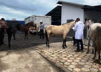 CCZ de Caraguatatuba atende 23 cavalos e feira de adoção possibilita dois animais adotados