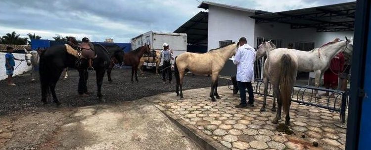 CCZ de Caraguatatuba atende 23 cavalos e feira de adoção possibilita dois animais adotados