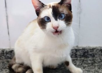 Sábado é dia de Feira de Adoção de Cães e Gatos no CCZ de Caraguatatuba