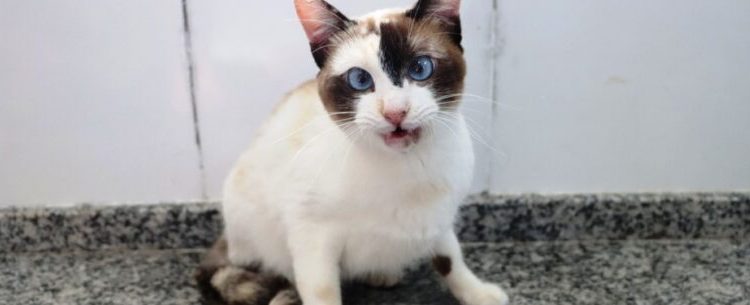 Sábado é dia de Feira de Adoção de Cães e Gatos no CCZ de Caraguatatuba