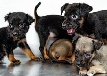 CCZ de Bertioga tem 150 pets disponíveis para adoção; saiba como adotar