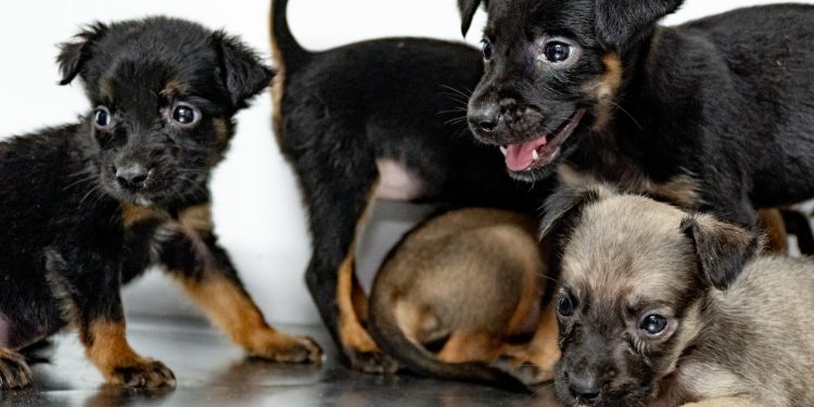 CCZ de Bertioga tem 150 pets disponíveis para adoção; saiba como adotar