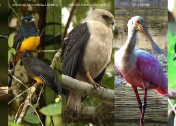 Votação on-line para escolher ave-símbolo de Bertioga é prorrogada até esta sexta-feira (10)
