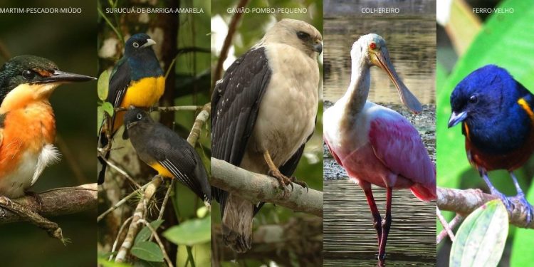 Votação on-line para escolher ave-símbolo de Bertioga é prorrogada até esta sexta-feira (10)