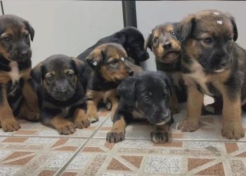 “Não compre, adote”: Mais de 160 pets estão disponíveis para adoção em Bertioga