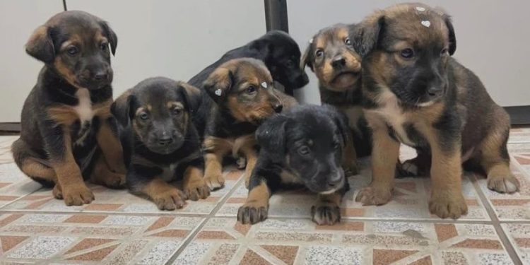 “Não compre, adote”: Mais de 160 pets estão disponíveis para adoção em Bertioga