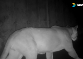 Onça-parda utiliza passagem de fauna da Rodovia dos Tamoios