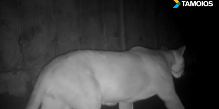 Onça-parda utiliza passagem de fauna da Rodovia dos Tamoios