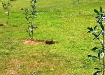 Prefeitura de Caraguatatuba realça arborização urbana com mais de 100 plantios em abril