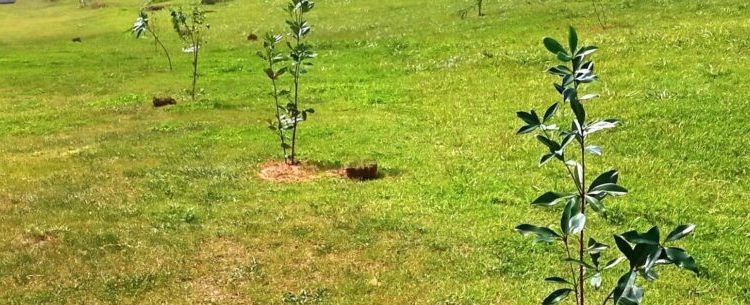 Prefeitura de Caraguatatuba realça arborização urbana com mais de 100 plantios em abril