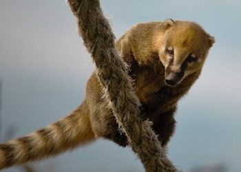 Parque Juqueriquerê faz primeiros registros de avistamento de quati e mão-pelada em Caraguatatuba
