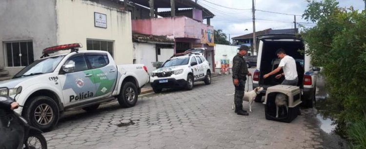 CCZ de Caraguatatuba aplica mais de R$ 100 mil em multas e recolhe 130 animais em situação de maus tratos neste ano