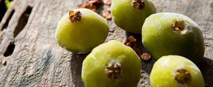 Festival Gastronômico do Cambuci é adiado para 25 de agosto