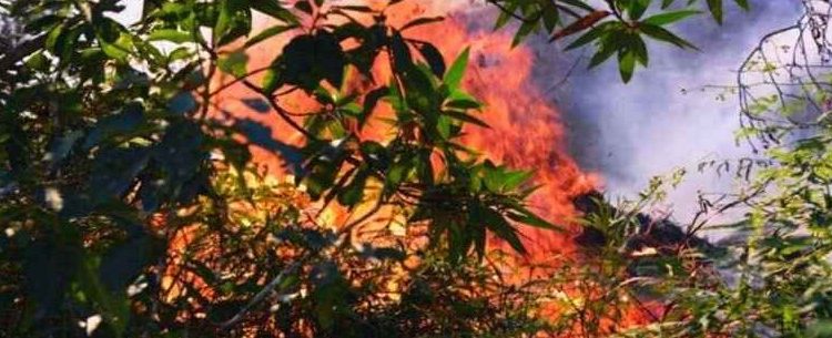 Prefeitura de Caraguatatuba alerta para tempo seco e riscos de queimadas