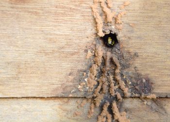 I Encontro de Meliponicultores de Bertioga marca atividades da Semana do Meio Ambiente