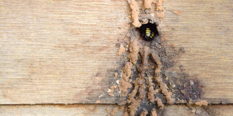 I Encontro de Meliponicultores de Bertioga marca atividades da Semana do Meio Ambiente