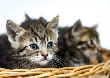 “Não compre, adote”: Mais de 140 pets estão disponíveis para adoção em Bertioga